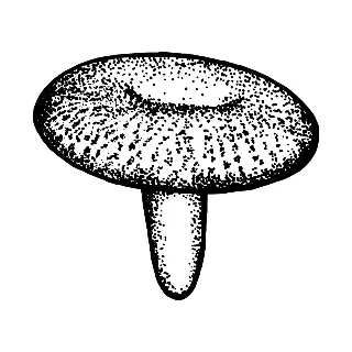 The Mushroom 蘑歡雲南小酒館